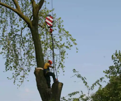 images/bomen rooien/boom boxtel/36 bomen rooien bomen kappen bomen vellen bomen snoeien hovenier-510x424-9ef
