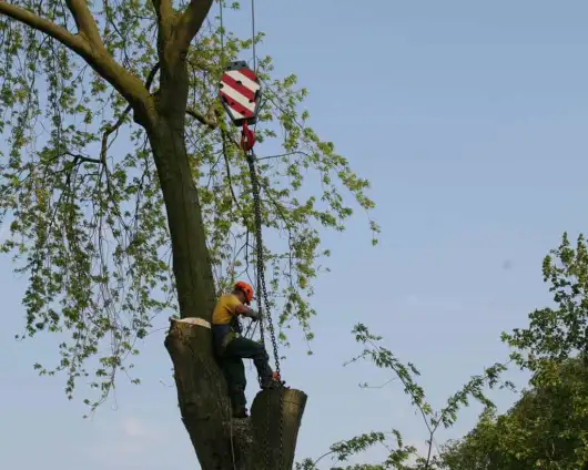 images/bomen rooien/boom boxtel/36 bomen rooien bomen kappen bomen vellen bomen snoeien hovenier-530x424-63a