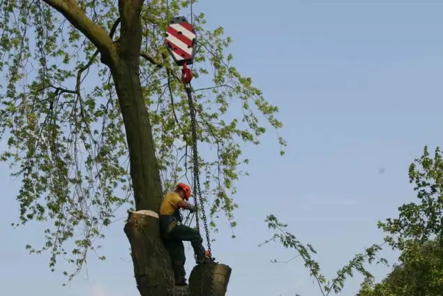 images/bomen rooien/boom boxtel/36 bomen rooien bomen kappen bomen vellen bomen snoeien hovenier-635x424-18c