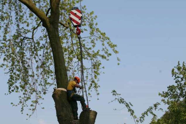 images/bomen rooien/boom boxtel/36 bomen rooien bomen kappen bomen vellen bomen snoeien hovenier-635x424-5fe