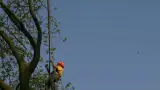 images/bomen rooien/boom boxtel/38 bomen rooien bomen kappen bomen snoeien bomen vellen hovenier -160x90-e40