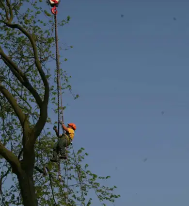 images/bomen rooien/boom boxtel/38 bomen rooien bomen kappen bomen snoeien bomen vellen hovenier -390x424-737
