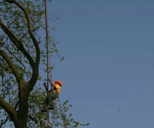 images/bomen rooien/boom boxtel/38 bomen rooien bomen kappen bomen snoeien bomen vellen hovenier -510x424-9ef