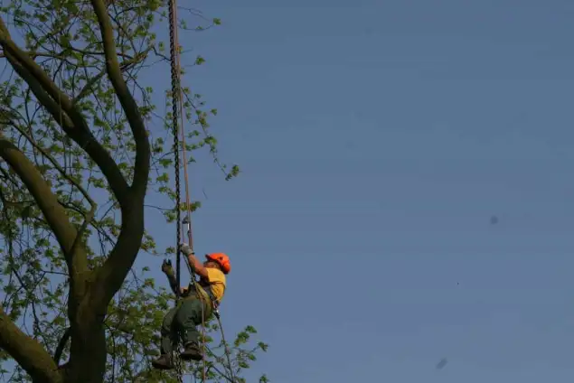 images/bomen rooien/boom boxtel/38 bomen rooien bomen kappen bomen snoeien bomen vellen hovenier -635x424-18c