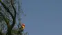 images/bomen rooien/boom boxtel/38 bomen rooien bomen kappen bomen snoeien bomen vellen hovenier -90x51-f76