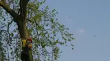 images/bomen rooien/boom boxtel/40 bomen rooien bomen kappen bomen vellen bomen snoeien hovenier -160x90-e40