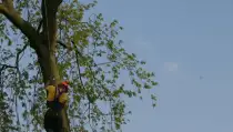 images/bomen rooien/boom boxtel/40 bomen rooien bomen kappen bomen vellen bomen snoeien hovenier -210x119-287