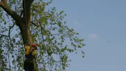 images/bomen rooien/boom boxtel/40 bomen rooien bomen kappen bomen vellen bomen snoeien hovenier -257x145-b24