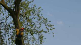 images/bomen rooien/boom boxtel/40 bomen rooien bomen kappen bomen vellen bomen snoeien hovenier -320x180-769
