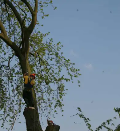images/bomen rooien/boom boxtel/40 bomen rooien bomen kappen bomen vellen bomen snoeien hovenier -390x424-737