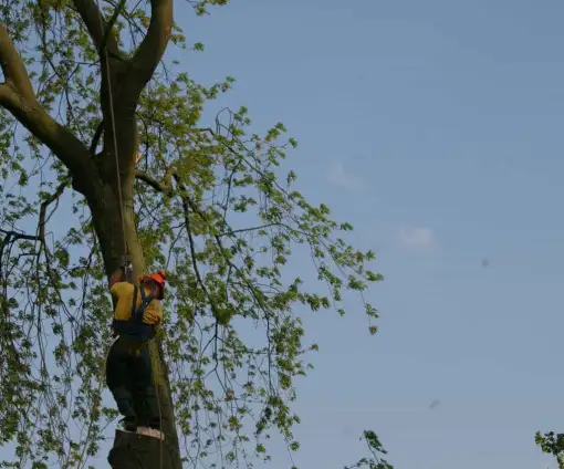 images/bomen rooien/boom boxtel/40 bomen rooien bomen kappen bomen vellen bomen snoeien hovenier -510x424-9ef
