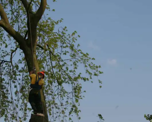 images/bomen rooien/boom boxtel/40 bomen rooien bomen kappen bomen vellen bomen snoeien hovenier -530x424-63a