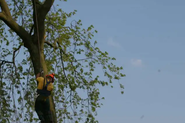 images/bomen rooien/boom boxtel/40 bomen rooien bomen kappen bomen vellen bomen snoeien hovenier -635x424-18c