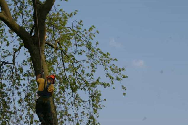 images/bomen rooien/boom boxtel/40 bomen rooien bomen kappen bomen vellen bomen snoeien hovenier -635x424-5fe