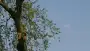 images/bomen rooien/boom boxtel/40 bomen rooien bomen kappen bomen vellen bomen snoeien hovenier -90x51-f76
