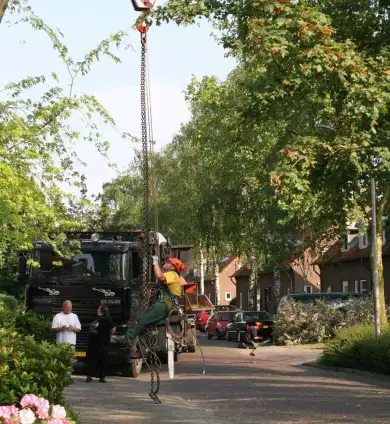 images/bomen rooien/boom boxtel/5 bomen rooien bomen snoeien bomen vellen bomen kappen uden Best-390x424-737