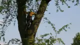 images/bomen rooien/boom boxtel/8 bomen rooien bomen kappen bomen vellen bomen snoeien Oischot Son en Bruegel-160x90-e40