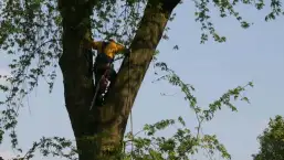 images/bomen rooien/boom boxtel/8 bomen rooien bomen kappen bomen vellen bomen snoeien Oischot Son en Bruegel-257x145-b24