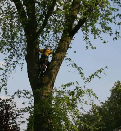 images/bomen rooien/boom boxtel/8 bomen rooien bomen kappen bomen vellen bomen snoeien Oischot Son en Bruegel-390x424-737