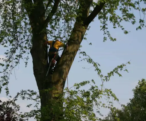 images/bomen rooien/boom boxtel/8 bomen rooien bomen kappen bomen vellen bomen snoeien Oischot Son en Bruegel-510x424-9ef