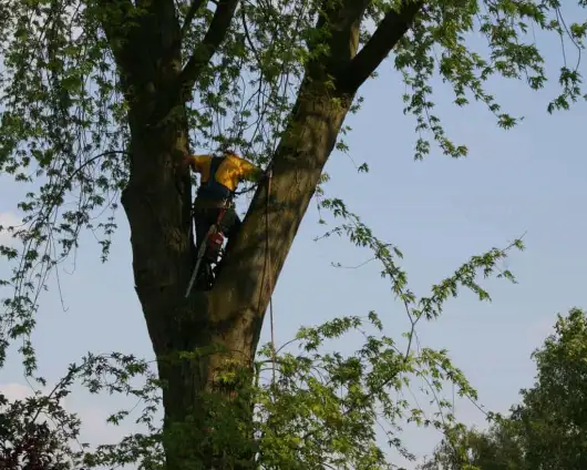 images/bomen rooien/boom boxtel/8 bomen rooien bomen kappen bomen vellen bomen snoeien Oischot Son en Bruegel-530x424-63a