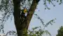 images/bomen rooien/boom boxtel/8 bomen rooien bomen kappen bomen vellen bomen snoeien Oischot Son en Bruegel-90x51-f76