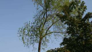 images/bomen rooien/boom boxtel/IMG_5034-320x180-769