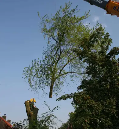 images/bomen rooien/boom boxtel/IMG_5034-390x424-737