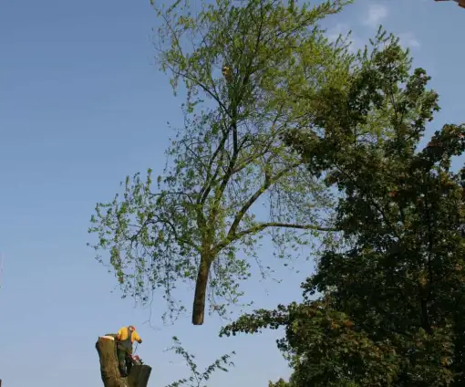 images/bomen rooien/boom boxtel/IMG_5034-510x424-9ef