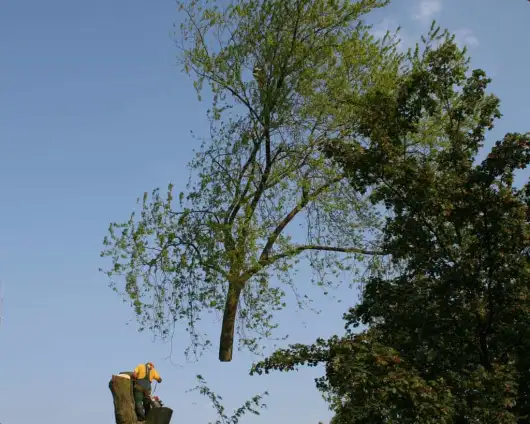 images/bomen rooien/boom boxtel/IMG_5034-530x424-63a