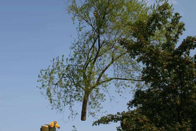 images/bomen rooien/boom boxtel/IMG_5034-635x424-5fe