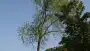 images/bomen rooien/boom boxtel/IMG_5034-90x51-f76