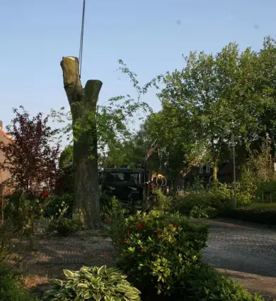 images/bomen rooien/boom boxtel/IMG_5057-390x424-737