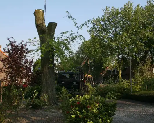 images/bomen rooien/boom boxtel/IMG_5057-530x424-63a