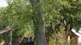 images/bomen rooien/boom boxtel/IMG_5068-160x90-e40