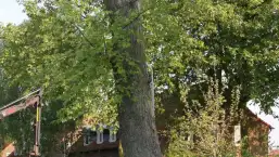 images/bomen rooien/boom boxtel/IMG_5068-257x145-b24