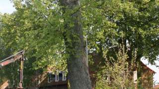images/bomen rooien/boom boxtel/IMG_5068-320x180-769