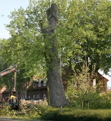 images/bomen rooien/boom boxtel/IMG_5068-390x424-737