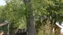 images/bomen rooien/boom boxtel/IMG_5068-90x51-f76