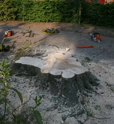 images/bomen rooien/boom boxtel/IMG_5073-390x424-d4c