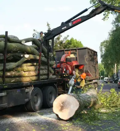 images/bomen rooien/boom boxtel/IMG_5103-390x424-737