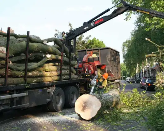 images/bomen rooien/boom boxtel/IMG_5103-530x424-63a