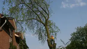 images/bomen rooien/boom boxtel/bomen rooien bomen kappen bomen vellen bomen snoeien  Wessinge Werven Wercheren Wenum Wely Wellseind-290x163-73f