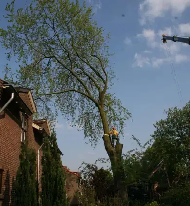 images/bomen rooien/boom boxtel/bomen rooien bomen kappen bomen vellen bomen snoeien  Wessinge Werven Wercheren Wenum Wely Wellseind-390x424-737