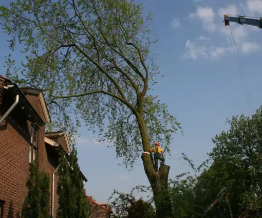 images/bomen rooien/boom boxtel/bomen rooien bomen kappen bomen vellen bomen snoeien  Wessinge Werven Wercheren Wenum Wely Wellseind-510x424-9ef