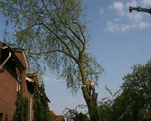images/bomen rooien/boom boxtel/bomen rooien bomen kappen bomen vellen bomen snoeien  Wessinge Werven Wercheren Wenum Wely Wellseind-530x424-63a