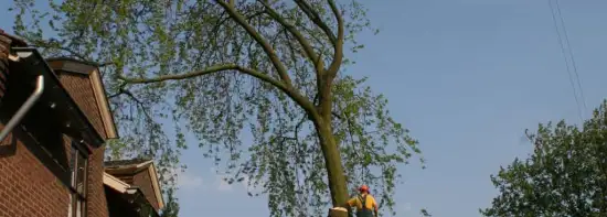 images/bomen rooien/boom boxtel/bomen rooien bomen kappen bomen vellen bomen snoeien  Wessinge Werven Wercheren Wenum Wely Wellseind-550x197-043