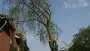 images/bomen rooien/boom boxtel/bomen rooien bomen kappen bomen vellen bomen snoeien  Wessinge Werven Wercheren Wenum Wely Wellseind-90x51-f76