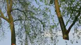 images/bomen rooien/boom boxtel/bomen rooien bomen kappen bomen vellen bomen snoeien bomen verwijderen zwolle Zwiep Zweekhorst-160x90-e40