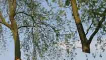 images/bomen rooien/boom boxtel/bomen rooien bomen kappen bomen vellen bomen snoeien bomen verwijderen zwolle Zwiep Zweekhorst-210x119-287